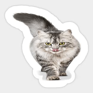 CAT Sticker